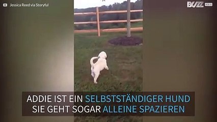 Süßer Welpe geht selbst mit sich spazieren