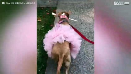 Pittbull im Tutu
