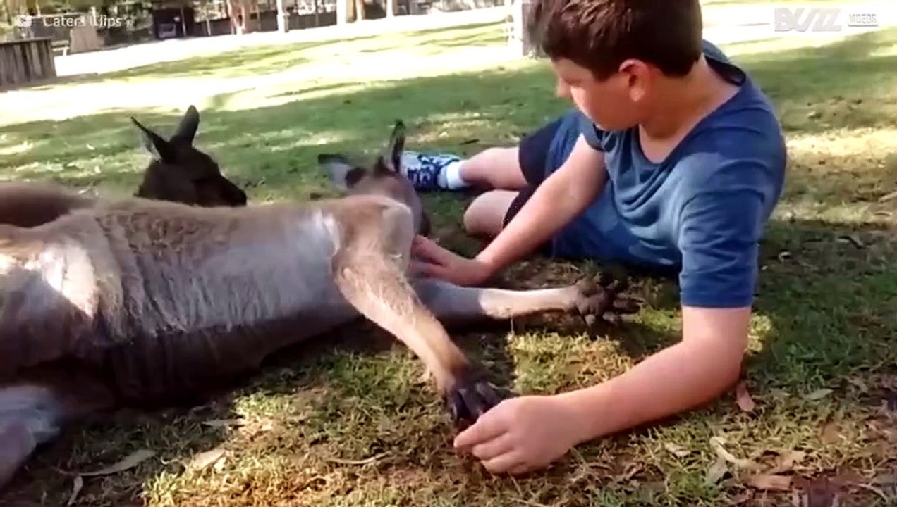 Eine Kompilation der niedlichsten Känguru-Videos im Internet