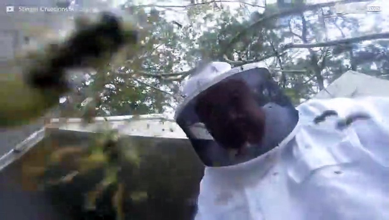 Kammerjäger entfernt riesiges Hornissennest