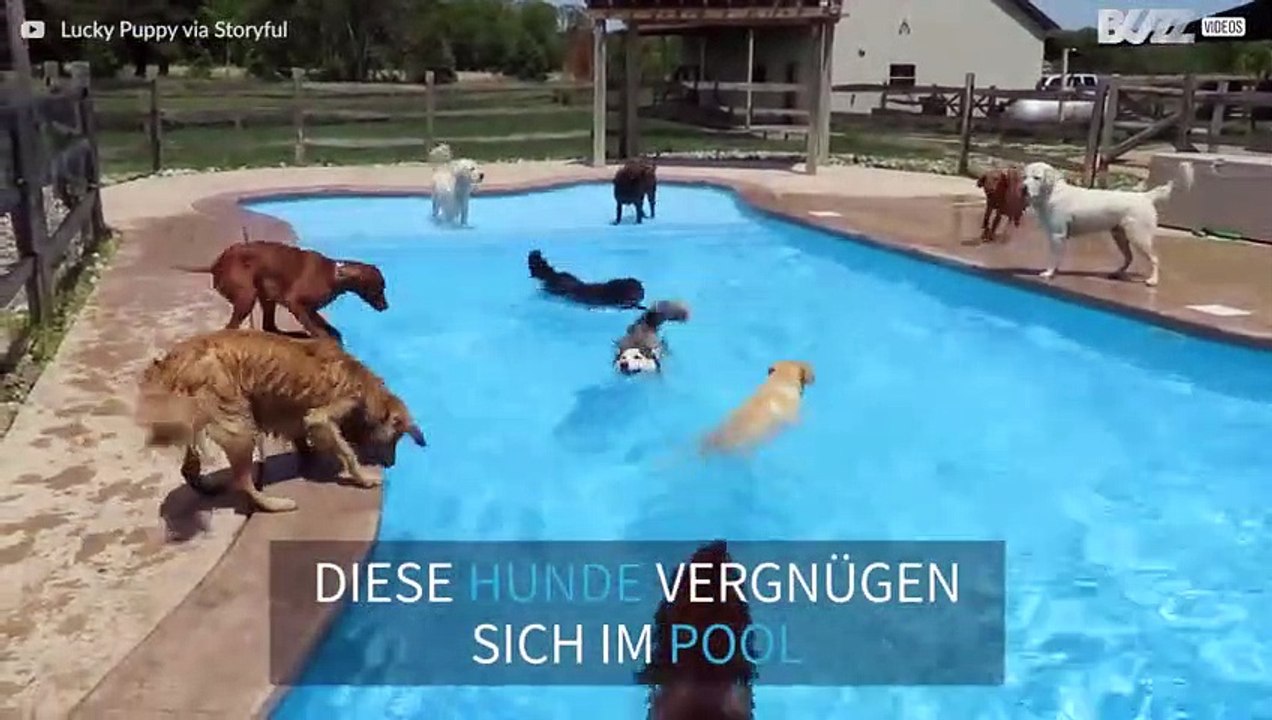 Duzende Hunde feiern Poolparty