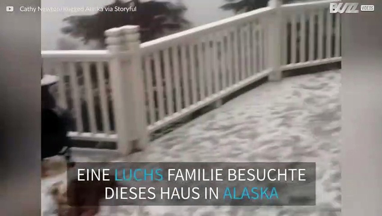 Luchs Familie spielt in einem Hinterhof in Alaska