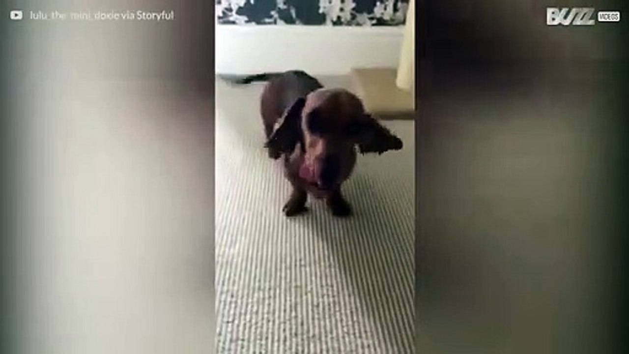 Dieser überglückliche Hund tanzt