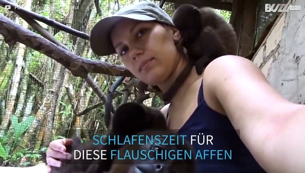 Diese Affen sind zum Mittagsschlaf bereit