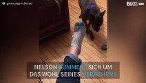 Ein Hund zieht seinem Besitzer nach einem harten Arbeitstag die Socken aus