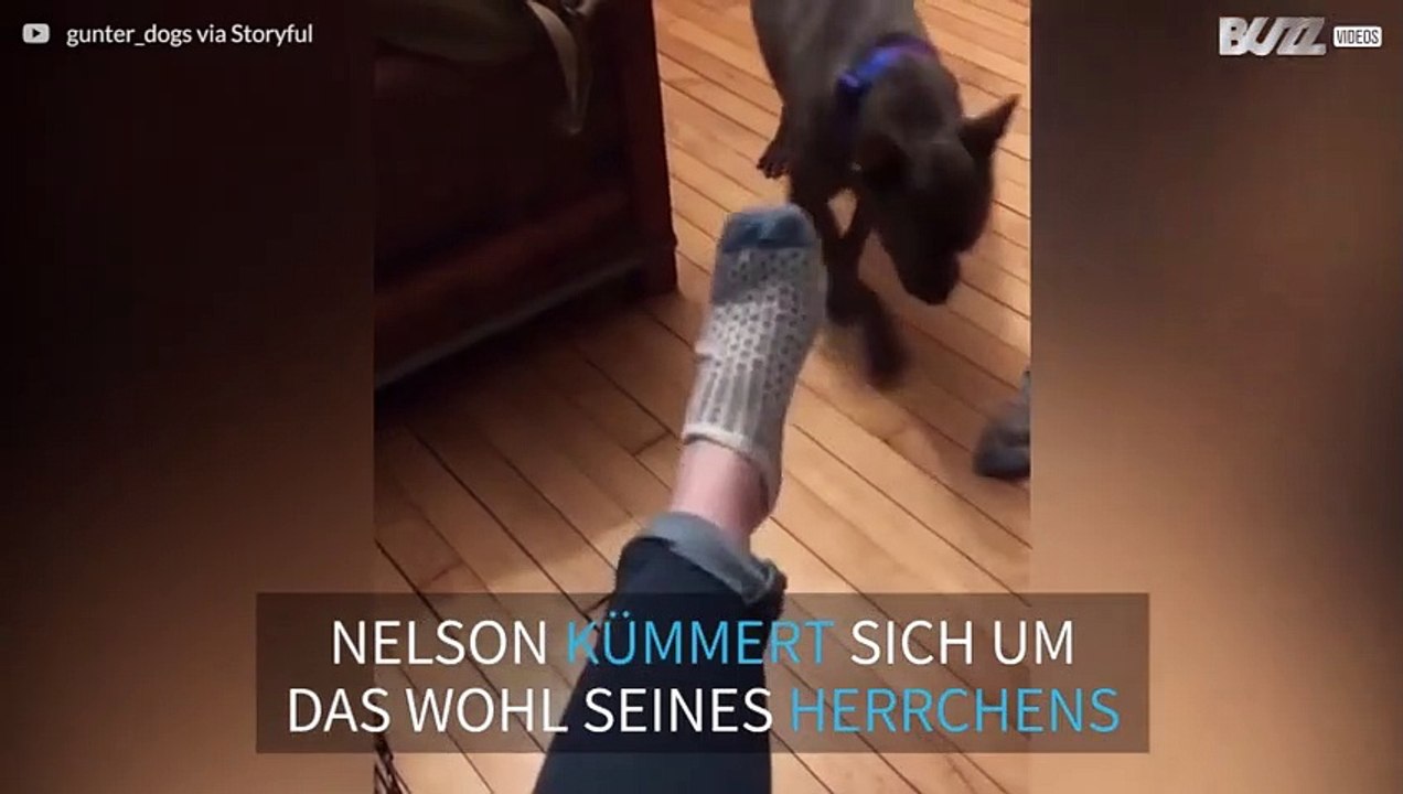 Ein Hund zieht seinem Besitzer nach einem harten Arbeitstag die Socken aus