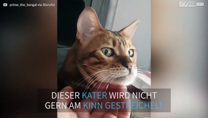 Kater verzieht Gesicht wenn er gestreichelt wird