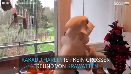 Kakadu will sich nicht für Weihnachten hübsch machen!