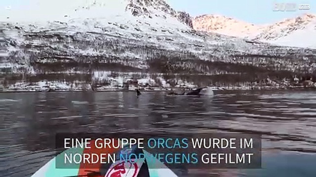 Paddleboarder geht in Norwegen auf Tuchfühlung mit einer Gruppe Orcas!