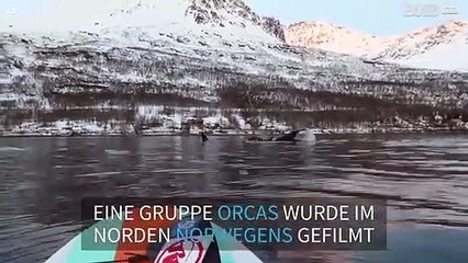Paddleboarder geht in Norwegen auf Tuchfühlung mit einer Gruppe Orcas!