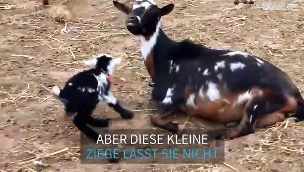 Zappelige Ziege sorgt für Unruhe