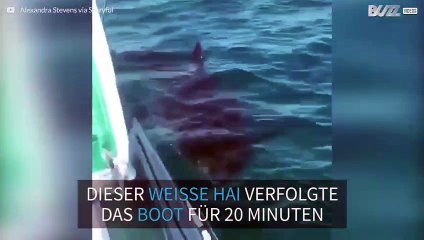 Weißer Hai umkreist Boot vor Australien