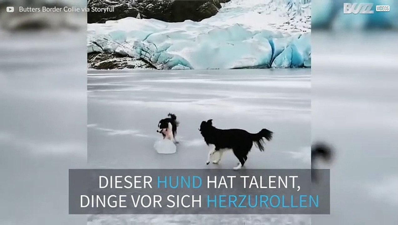 Dieser unglaubliche Hund ist fit für die nächste Olympiade