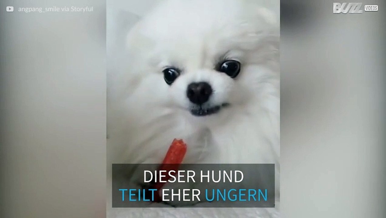 Dieser Hund versteht keinen Spaß, wenn es um Süßigkeiten geht