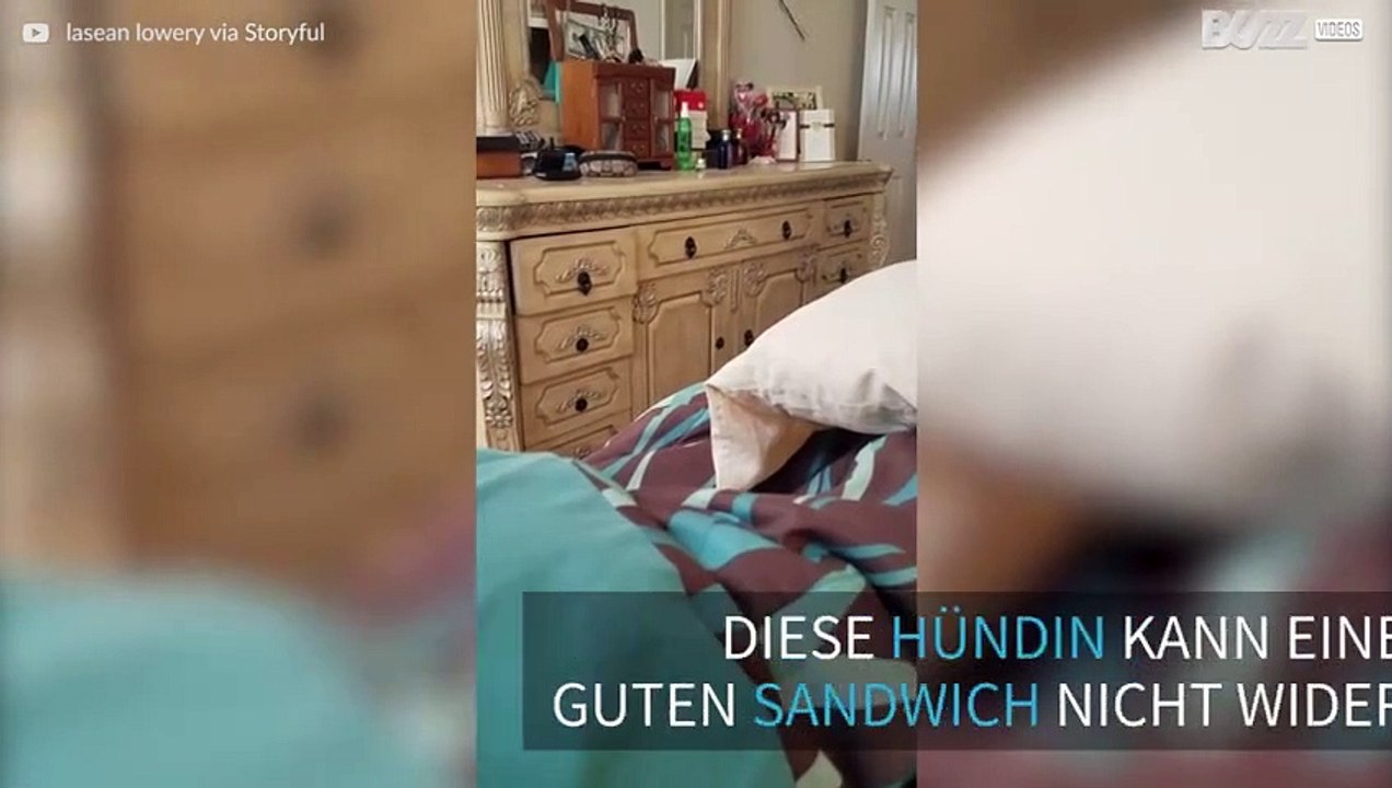 Hund hat eine subtile Art, um Essen zu bitten