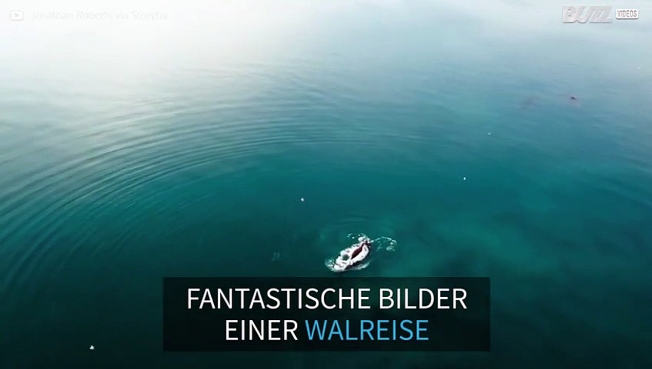 Drohne filmt fast ausgestorbene Walart auf der Reise