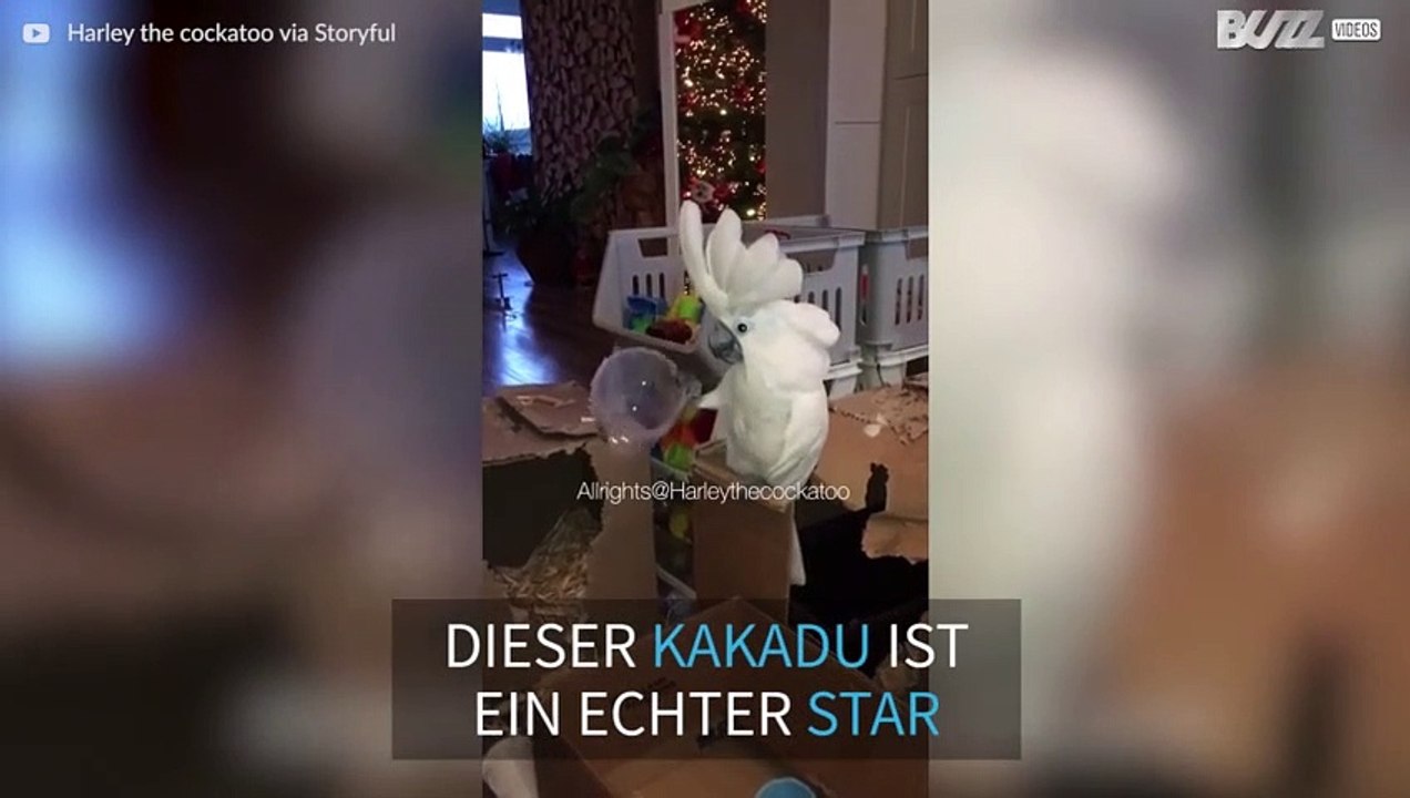 Kakadu singt 'Cup'-Song