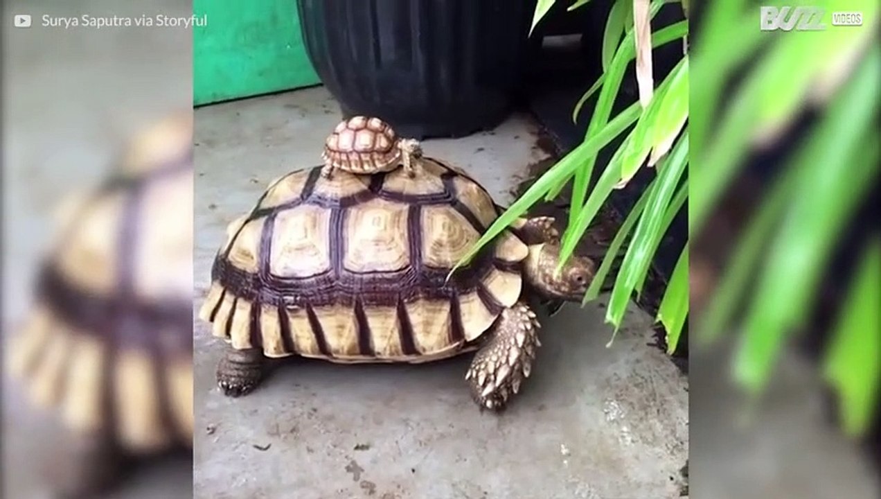 Baby Schildkröte reitet auf großer Schildkröte