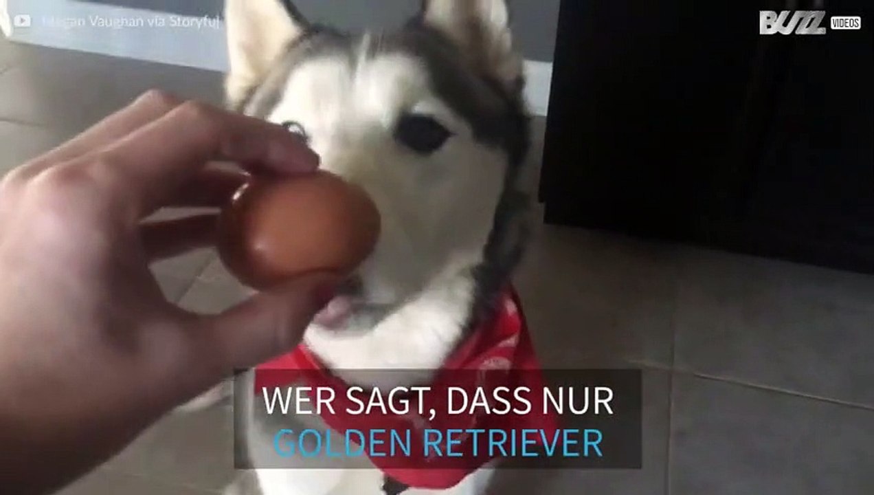 Husky Hund besteht den Eier-Wettbewerb