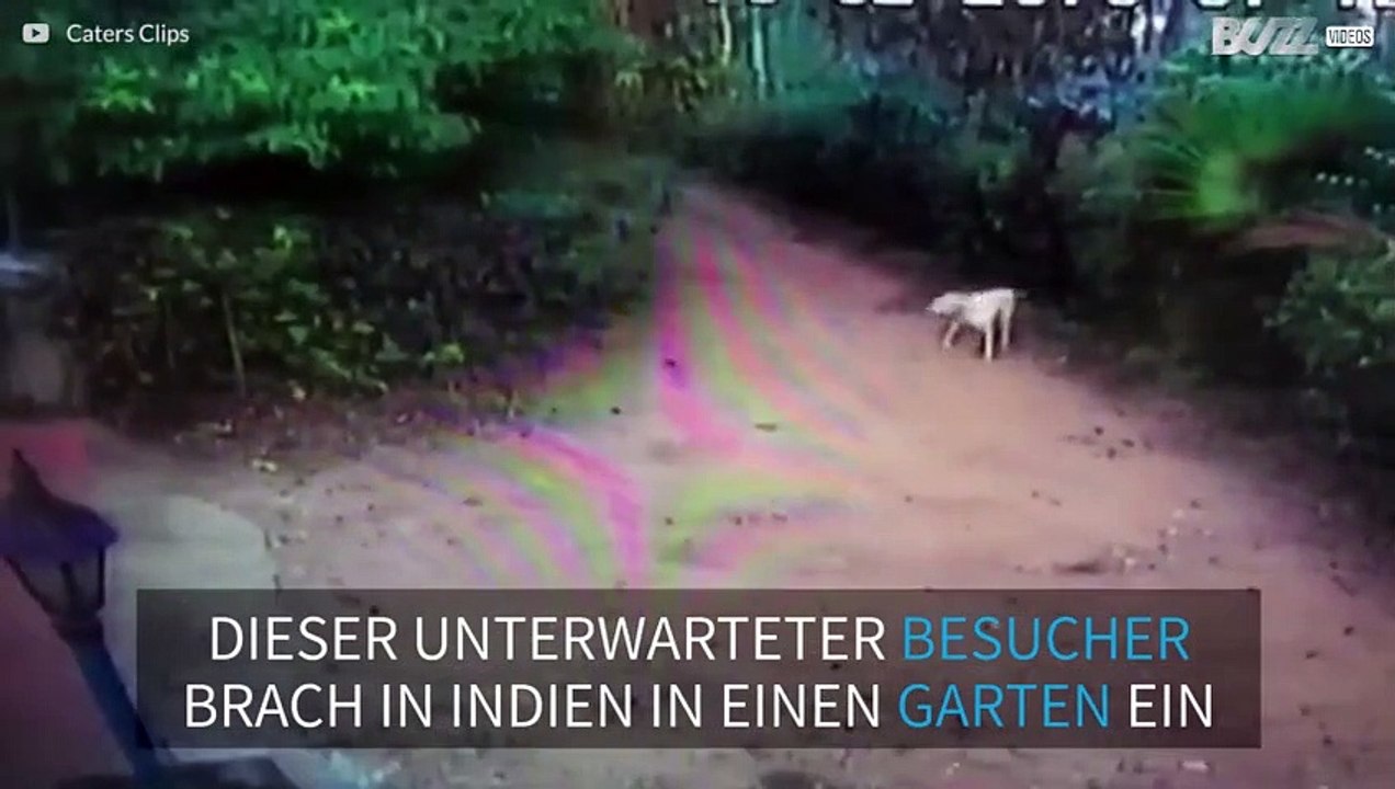 In Indien bricht ein Baby-Elefant in den Garten eines Hauses ein