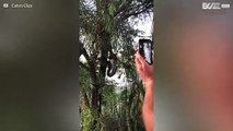 Eine Schlange frisst ein Opossum während sie vom Baum hängt