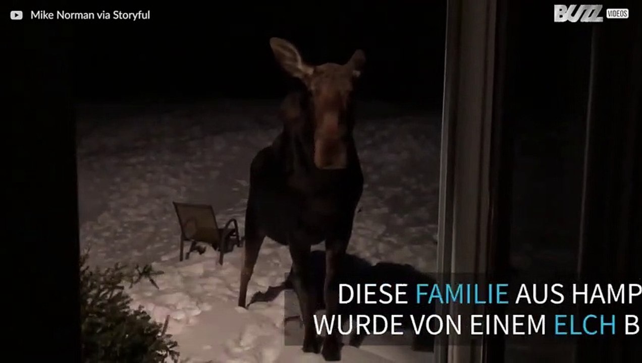 Elch besucht eine Veranda in New Hampshire