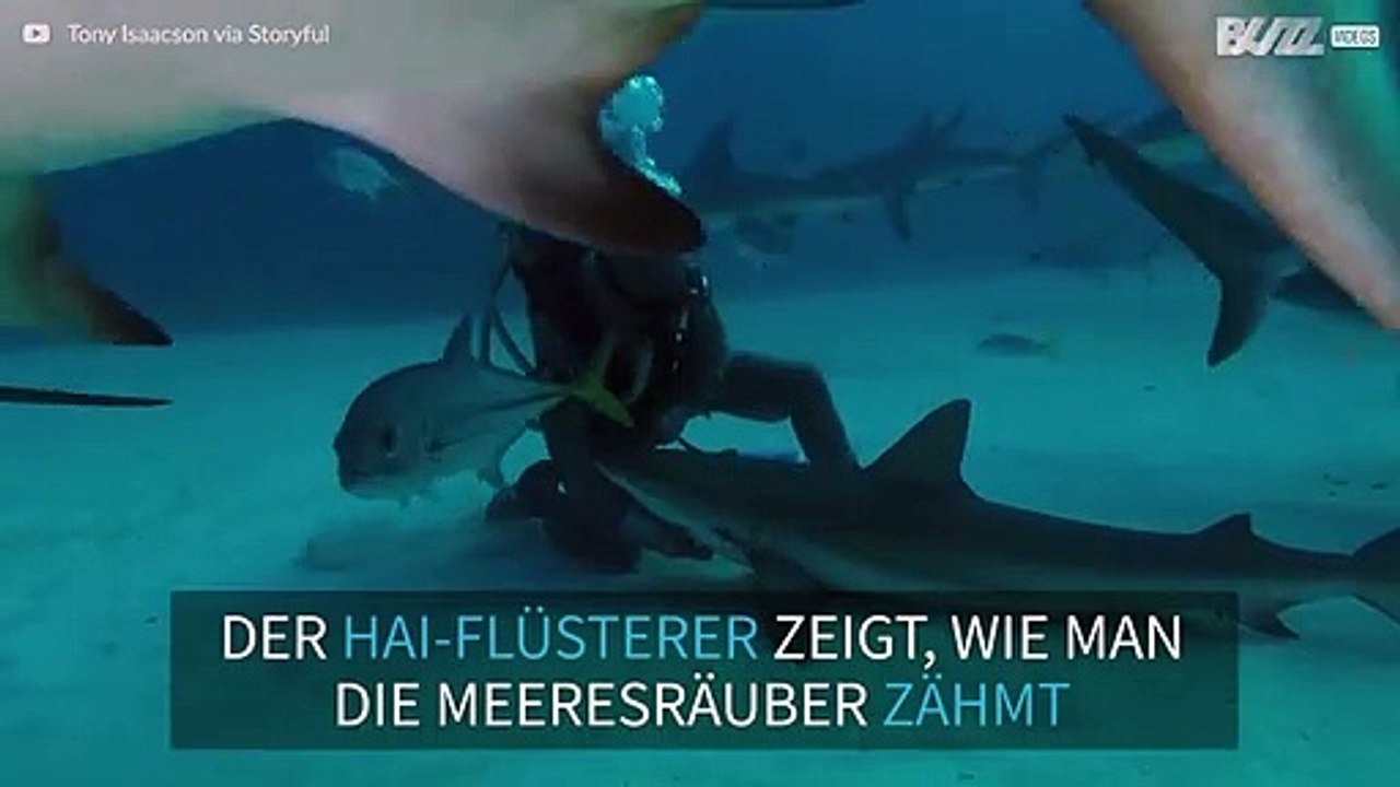 Hai-Flüsterer lüftet sein Geheimnis