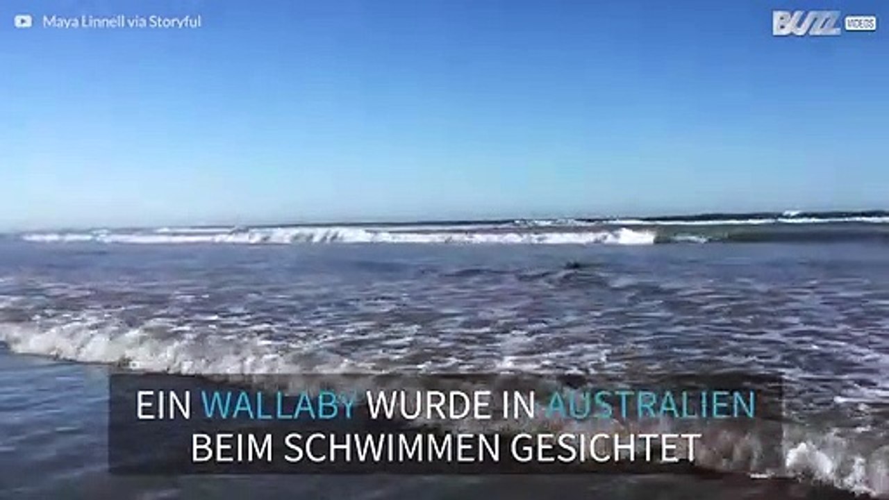 Kangaroo badet im Meer