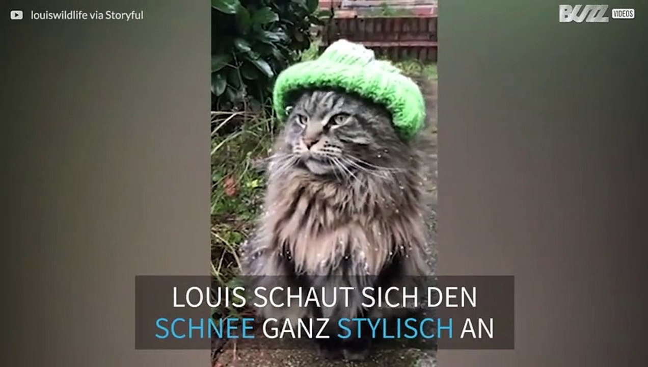 Die Hippster-Katze aus Berlin
