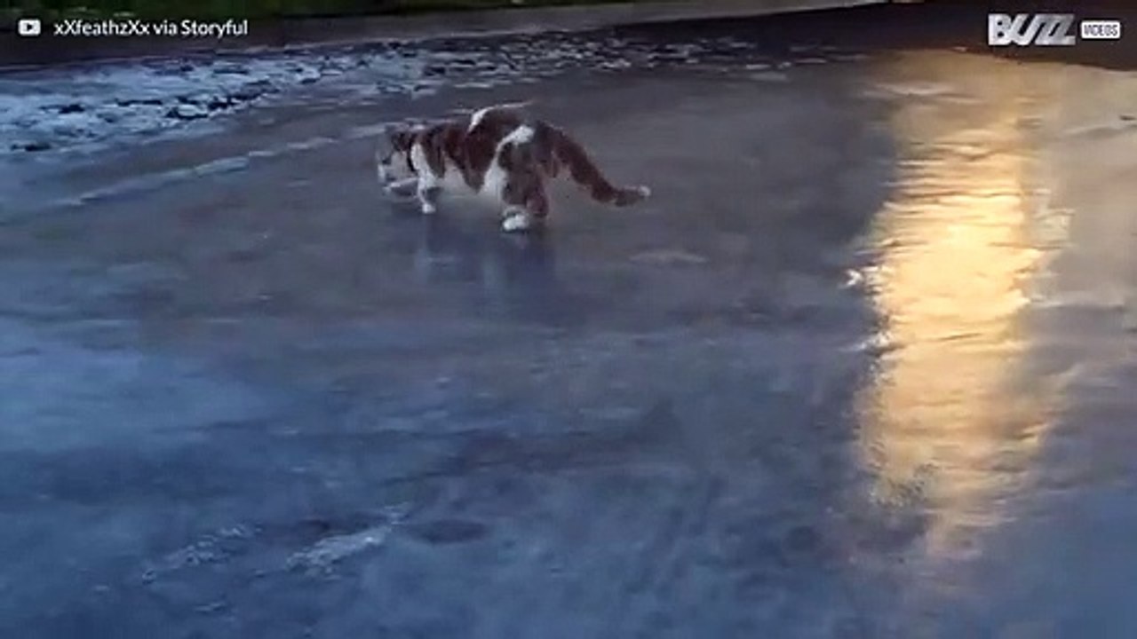 Verwirrte Katze kommt mit Eis nicht zurecht