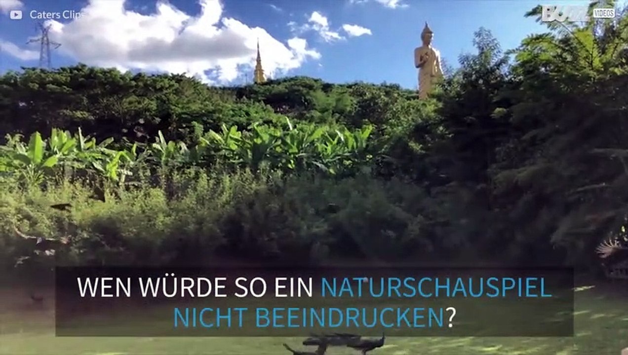 Pfaueninvasion vor chinesischem Tempel