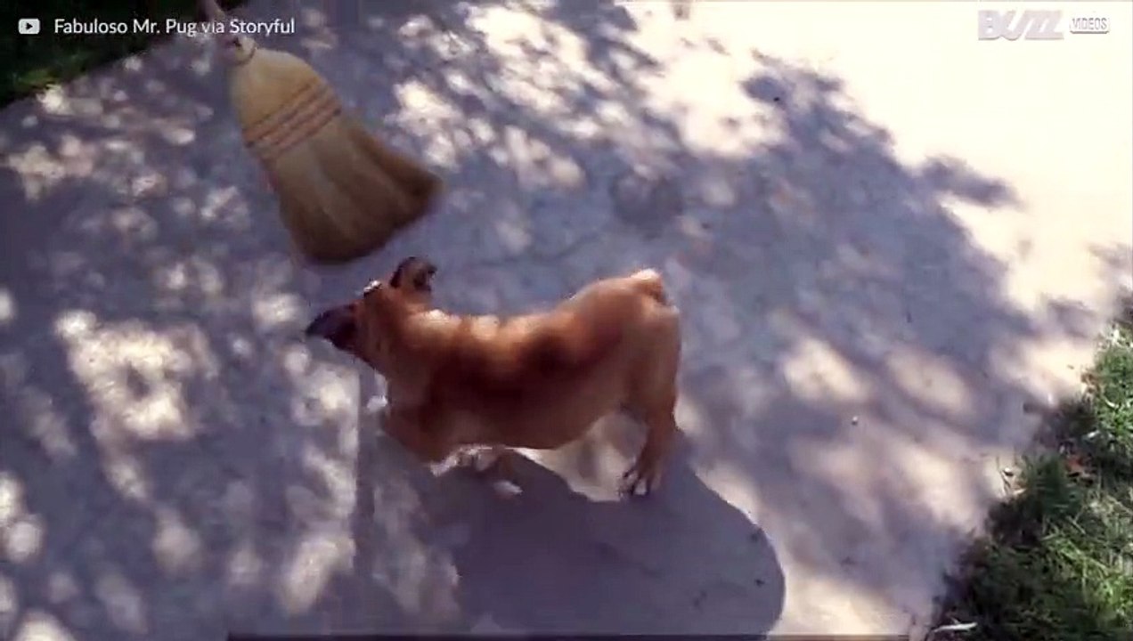 Diese kleine Bulldogge hasst den Besen!