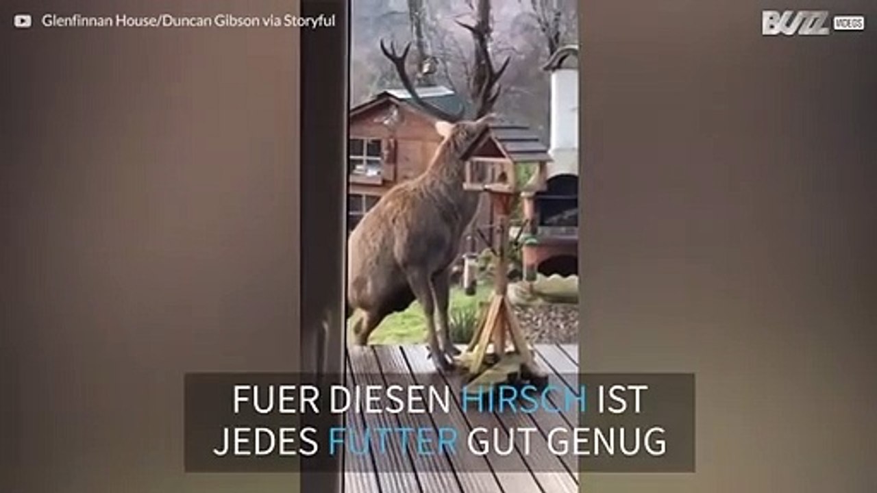Hirsch klaut Vogelfutter von der Veranda