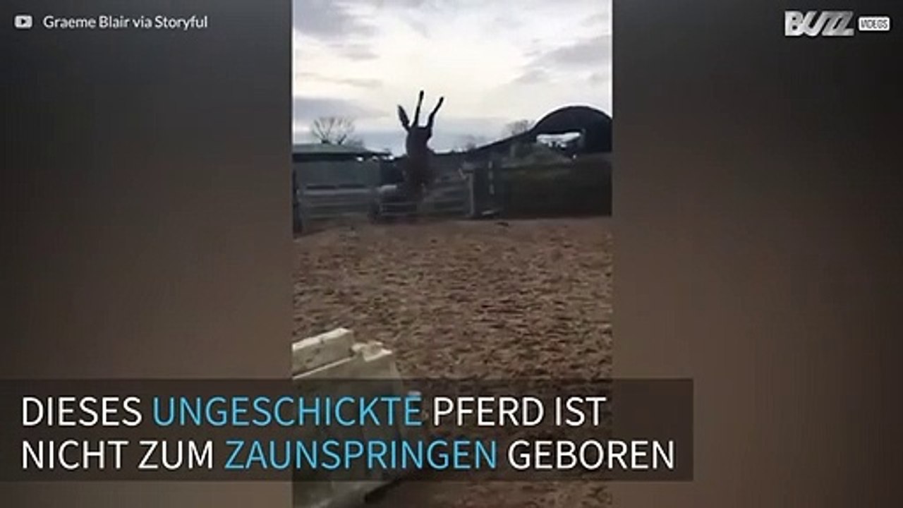 Dieses Pferd patzt beim Zaunspringen