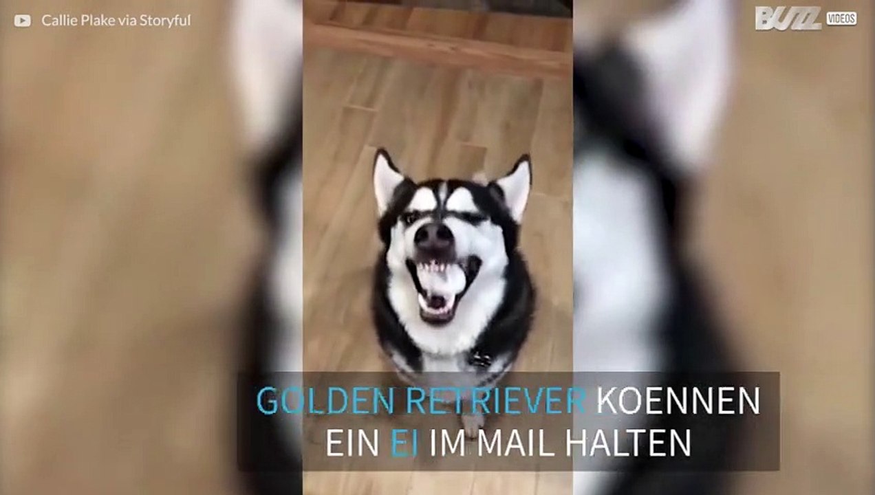 Husky Hund macht beim Ei-Wettkampf mit