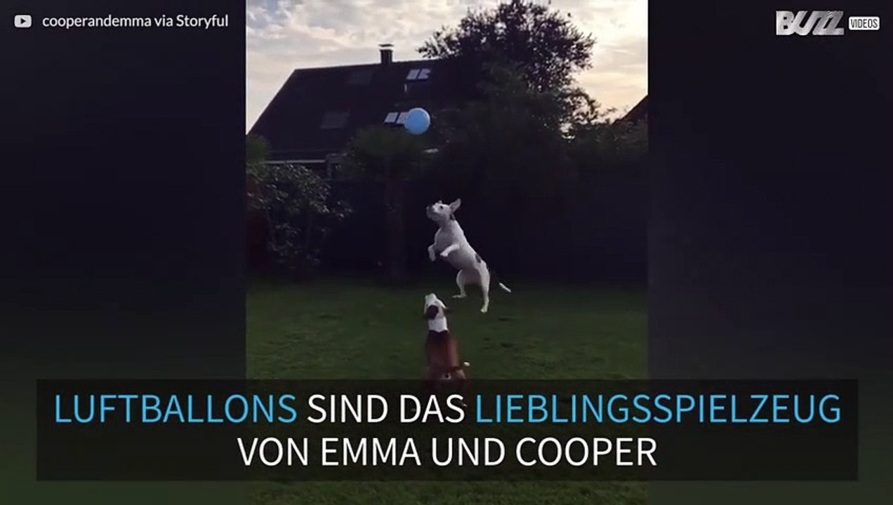 Bulldoggen spielen mit Luftballons