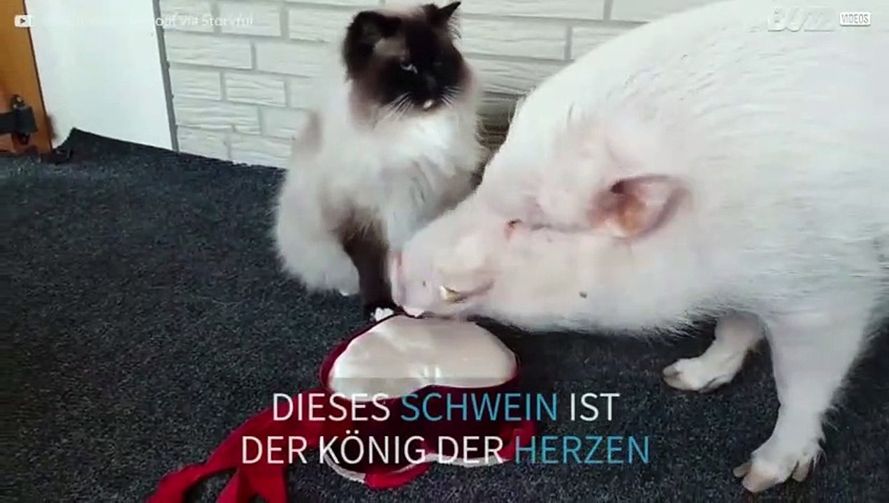 Süße Katze umgarnt ihren Geliebten