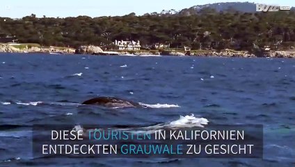 Grauwale und Seelöwen überraschen dir Touristen