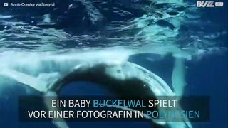 Verspielter Baby-Wal tanzt vor der Unterwasserkamera