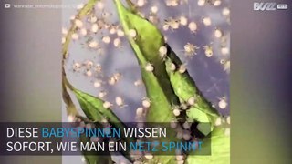 Babyspinnen weben direkt nach Geburt ihr erstes Netz