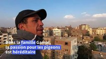 En Egypte, la passion intacte pour l'élevage de pigeons