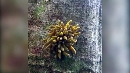 What is this mysterious creature? Pulsing mass clinging to tree demonstrates bizarre defence metho