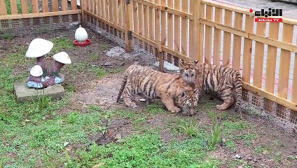 صياد نذر نفسه لحماية آخر النمور السيبيرية