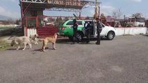 Son dakika haberleri: KAHRAMANMARAŞ - Polislerden sokak hayvanlarına mama desteği