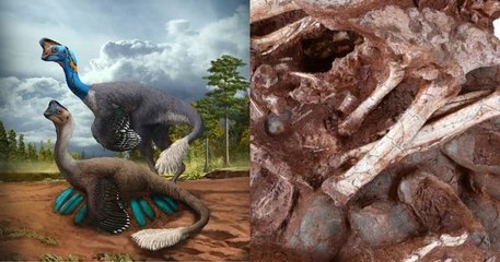 Disparu il y a environ 70 millions d'années, ce dinosaure est mort en couvant ses œufs
