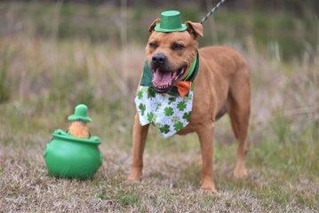15-Year-Old "Southern Gentleman" Swampy the Dog is "Down on His Luck," Looking for a Forever Home