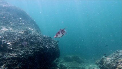 Cuttlefish Can Exhibit Human-Like Delayed Gratification, Science Finds