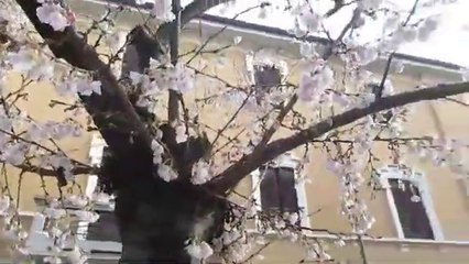 Ciliegi in fiore Buon 2021 Olcese Novara
