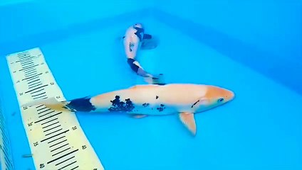 ikan koi termahal di dunia goib