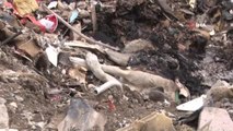 Ankara'da yakılmış köpek leşleri toplandı